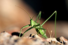 Photo : Magicienne dentelée